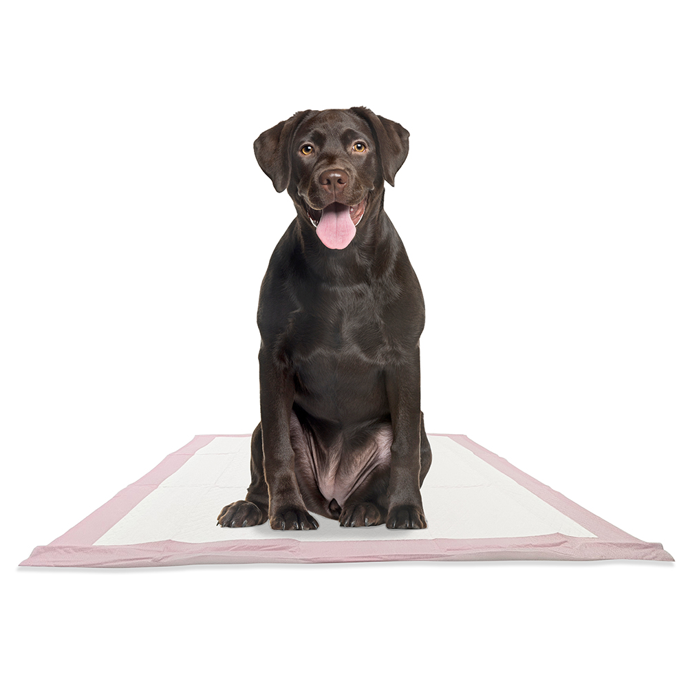 Large dog using pee pad