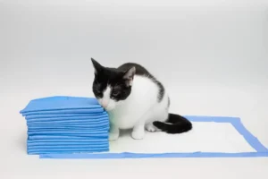 5 Vital Things to Consider When Purchasing Cat Pee Pads
