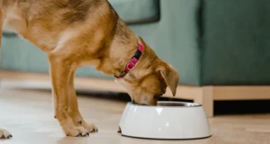 Choose Dog Health Treats for Your dogs Well-Being
