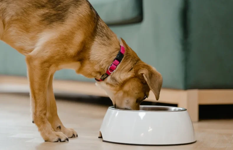 Choose Dog Health Treats for Your dogs Well-Being