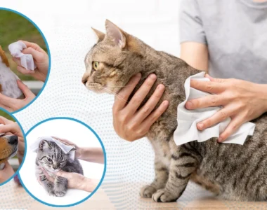 Deodorizing Pet Wipes-Unscented for Daily Pet Care-Bulk-Price-com